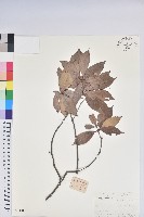 鹿角杜鵑、西施花、青紫木藏品圖，第1張