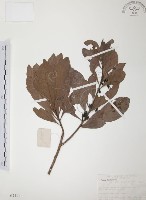 楊梅藏品圖，第1張