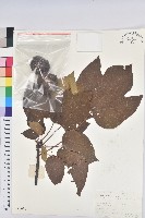 千年桐藏品圖，第1張