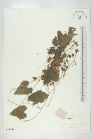 合子草藏品圖，第1張