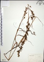 扭鞘香茅藏品圖，第1張