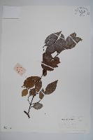 山腊梅藏品圖，第1張