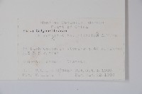 柳葉腊梅藏品圖，第2張