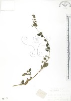 灰葉蕕藏品圖，第1張