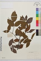 刺藤子藏品圖，第1張