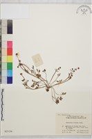 小毛茛藏品圖，第1張