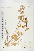 諸葛菜藏品圖，第1張