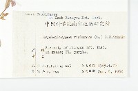 諸葛菜藏品圖，第2張