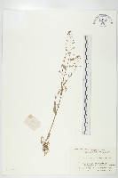 薺藏品圖，第1張