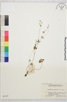 天葵藏品圖，第1張