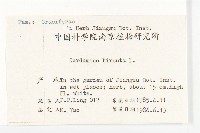 碎米薺藏品圖，第2張