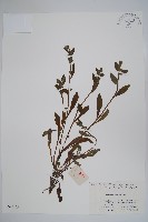 麥家公藏品圖，第1張