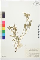 還亮草藏品圖，第1張