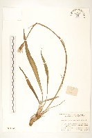 鴉蔥藏品圖，第1張