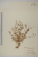 雀舌草藏品圖，第1張