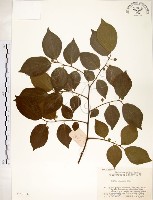 朴樹藏品圖，第1張