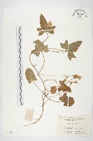 打碗花藏品圖，第1張