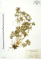 野老鸛草藏品圖，第1張