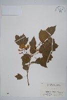 三角楓藏品圖，第1張