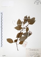 樟樹藏品圖，第1張