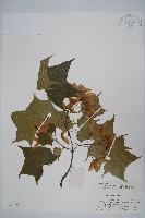 元寶楓, 地錦槭藏品圖，第1張