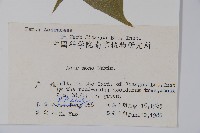 元寶楓, 地錦槭藏品圖，第2張