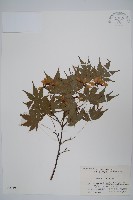 雞爪槭藏品圖，第1張