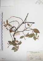 絡石藏品圖，第1張