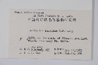 海紅豆藏品圖，第2張