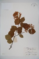 莢迷藏品圖，第1張