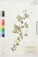 還亮草藏品圖，第1張