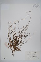 附地菜藏品圖，第1張