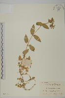 牛繁縷藏品圖，第1張