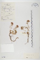 牛繁縷藏品圖，第3張