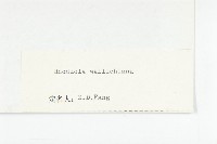 牛繁縷藏品圖，第5張