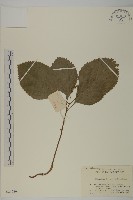 絲穗金粟蘭藏品圖，第1張