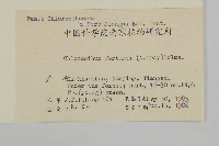 絲穗金粟蘭藏品圖，第2張