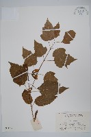 華北茶條槭藏品圖，第1張