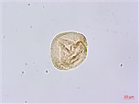 垂珠花藏品圖，第1張