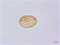 垂珠花藏品圖，第2張