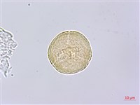 垂珠花藏品圖，第3張