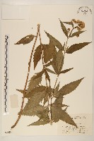 林氏澤蘭藏品圖，第1張