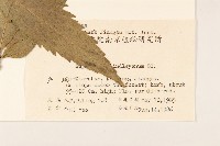 林氏澤蘭藏品圖，第2張