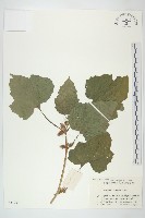 蒼耳藏品圖，第1張