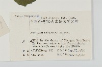 蒼耳藏品圖，第2張