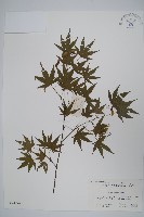 雞爪槭藏品圖，第1張