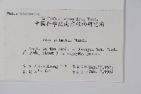 雞爪槭藏品圖，第2張