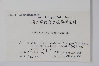 牛膝藏品圖，第2張