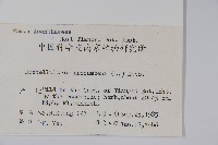 爵床、六角英藏品圖，第2張