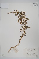 刺莧藏品圖，第1張